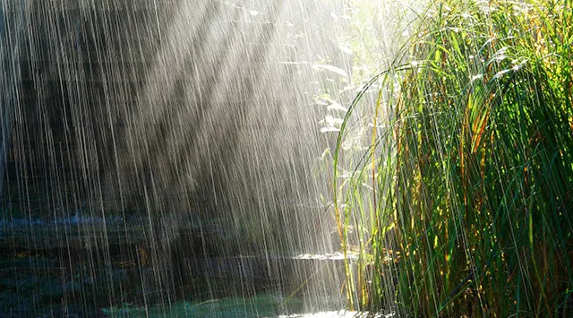 Rain