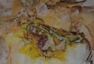 Snake