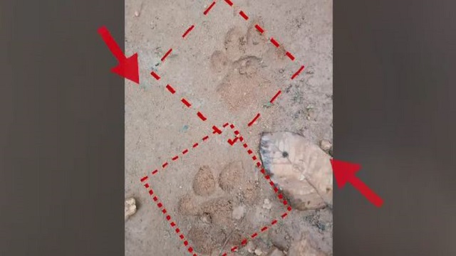 Tiger V