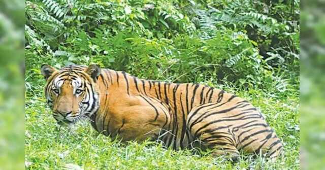 Tiger
